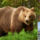 Image for article titled Park Ranger Rescues Bear That Wandered Off The Trail